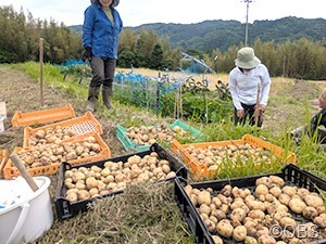 ジャガイモの収穫を行いました！