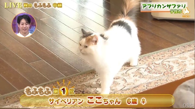 CAT1 CAT1