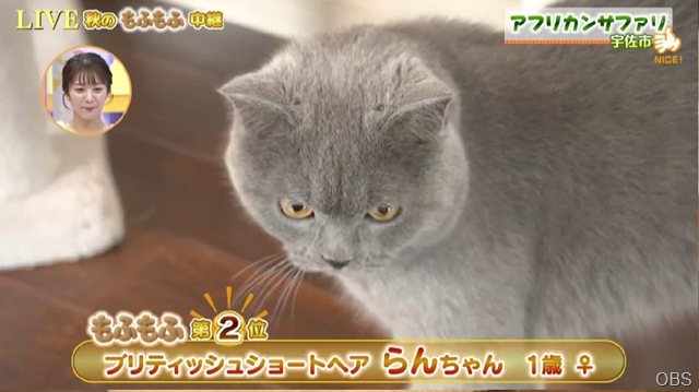 CAT2 CAT2