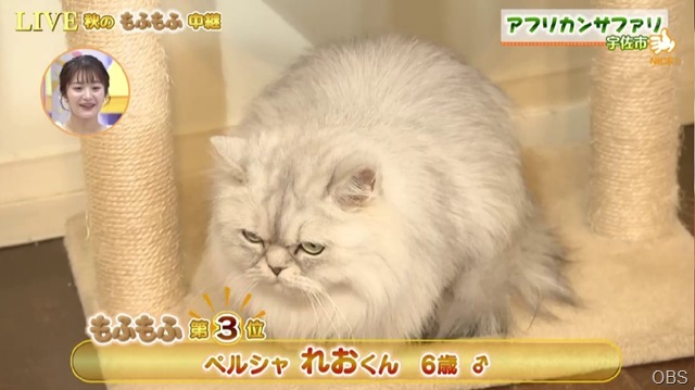 CAT3 CAT3