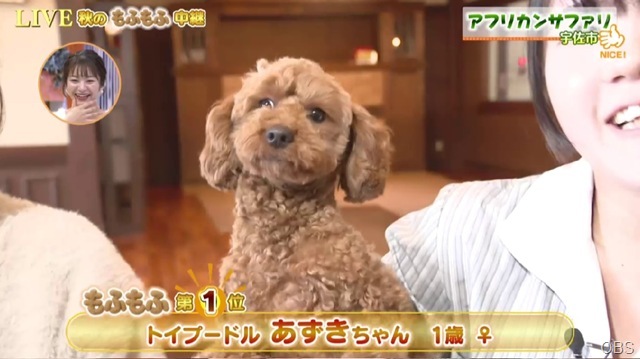 DOG1 DOG1