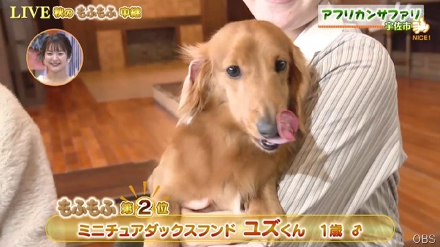 DOG2 DOG2