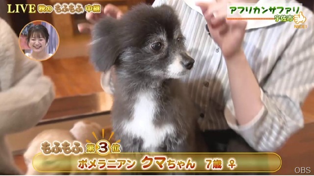 DOG3 DOG3