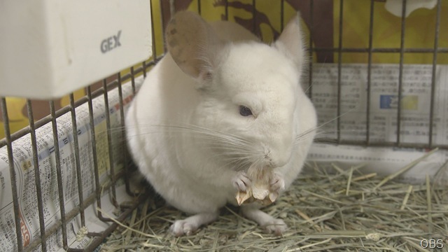 癒やしのひととき♪もふもふタイム