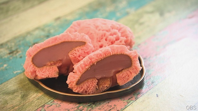 ドコいこ！？津久見市