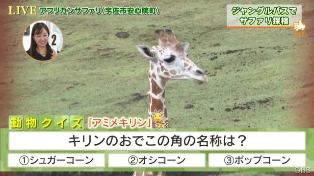 アフリカンサファリから生中継
